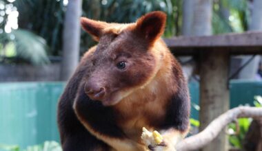 Perth Zoo welcomes new male tree kangaroo that could hold key to facility’s breeding program