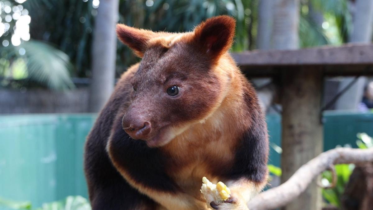 Perth Zoo welcomes new male tree kangaroo that could hold key to facility’s breeding program