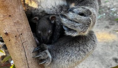 Still a chance to help name koala joey at Yanchep National Park