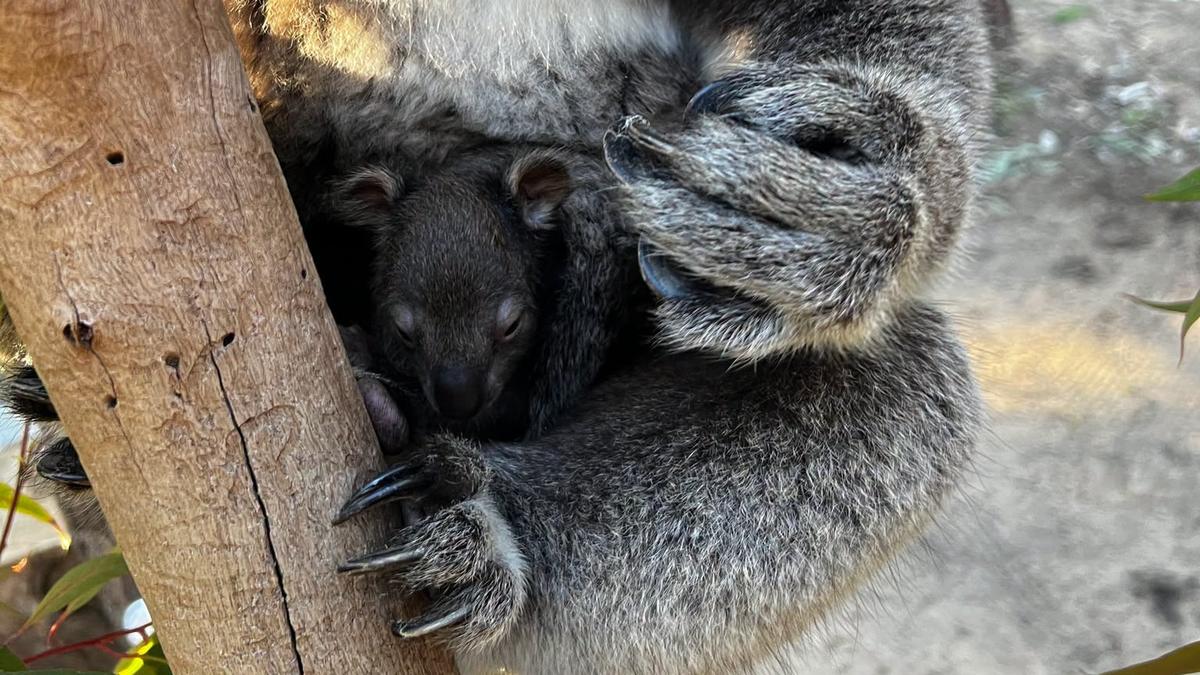 Still a chance to help name koala joey at Yanchep National Park
