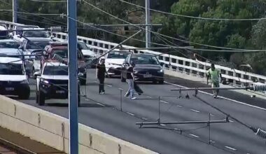 Perth traffic: Kwinana Freeway blocked as duck, ducklings make thriller crossing
