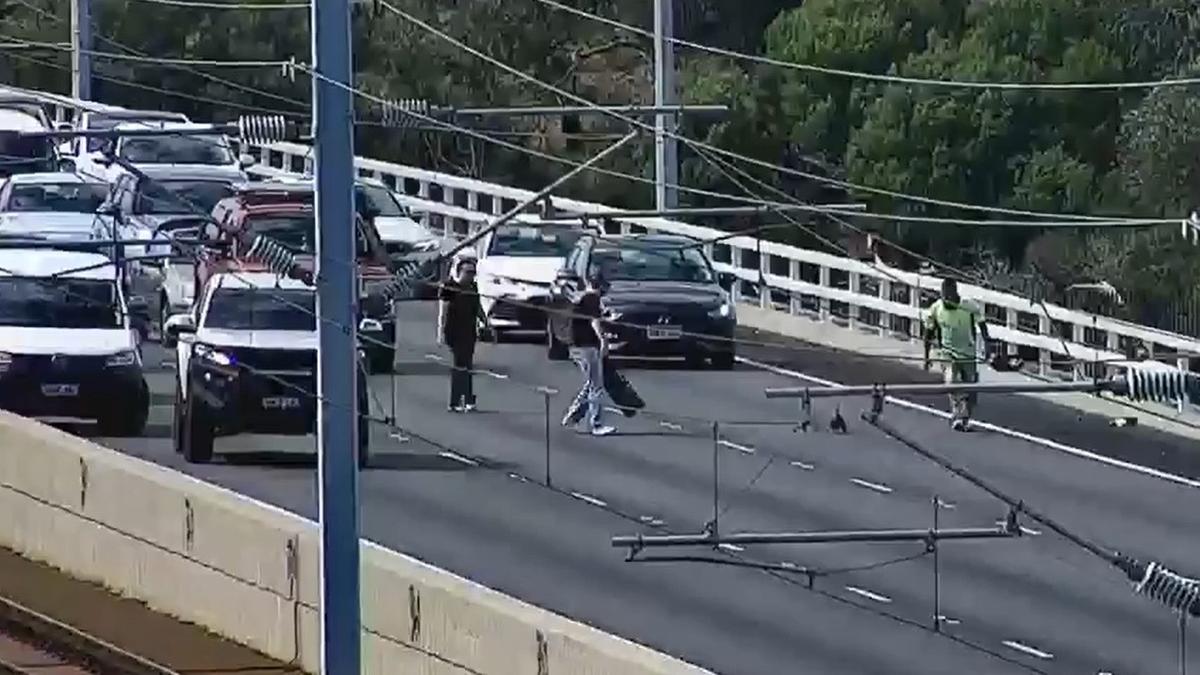 Perth traffic: Kwinana Freeway blocked as duck, ducklings make thriller crossing
