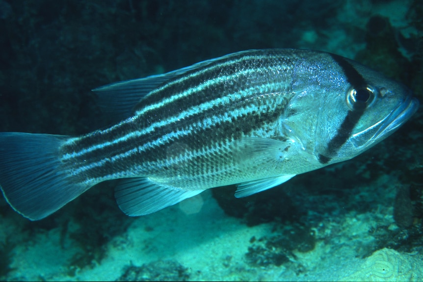 A scaly striped fish swims near the sea floor, illuminated by a pale blue light.