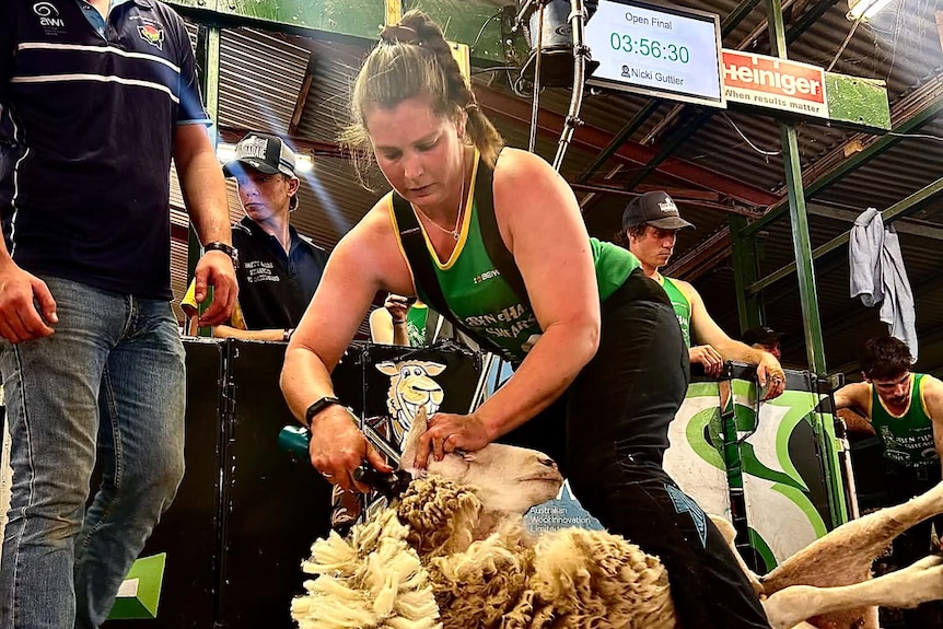 A woman (Nicki Guttler) concentrates on shearing a sheep with a blade, watched by a competition judge.