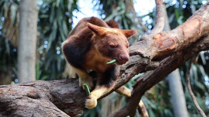 Taro arrived as part of Perth Zoo’s important role in the globally coordinated breeding program.