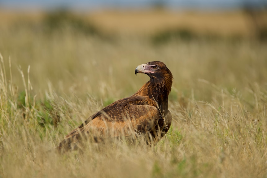 An adult wedge-tailed eagle sitting in grass in outback NSW.
