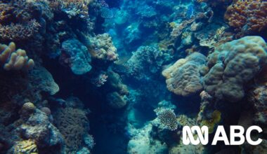 Unlocking the secrets to ancient coral reefs
