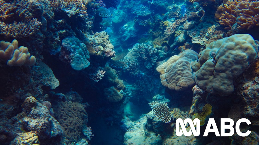Unlocking the secrets to ancient coral reefs