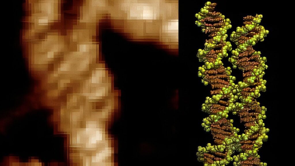 A blurry brown image on a black background beside a molecular illustration of two DNA molecules in contact with each other