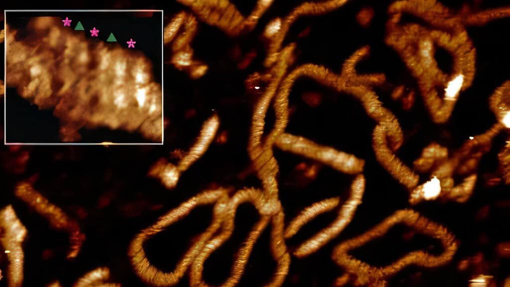 Brown curvy lines on a black background, DNA strands seen under high-resolution atomic force microscope
