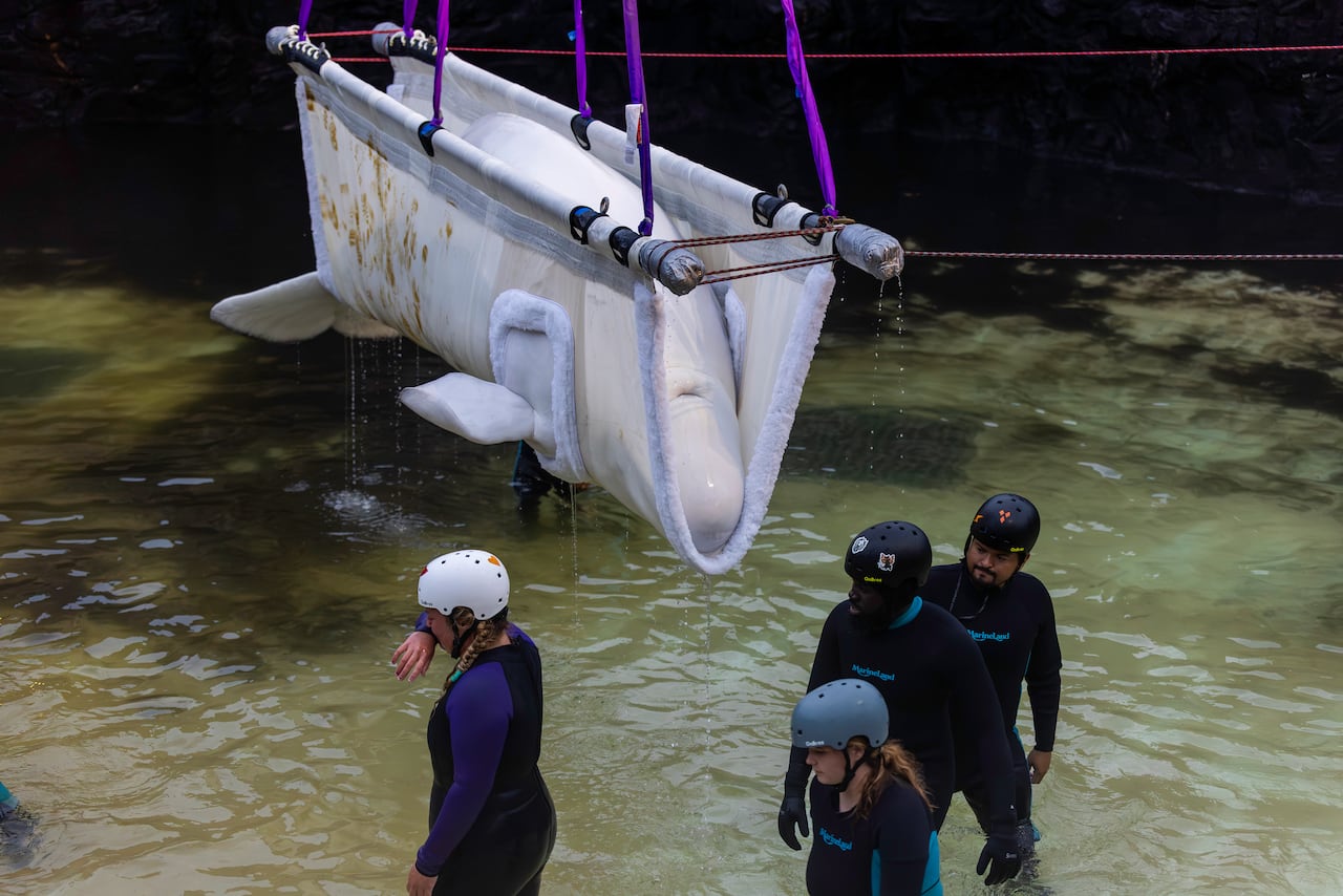 Trainer Taylor-Lee Dell, left, sheds a tear as beluga whale "Tofino," the last whale in captivity in Canada, is taken onto a truck via a sling before being moved to an aquarium in the U.S..