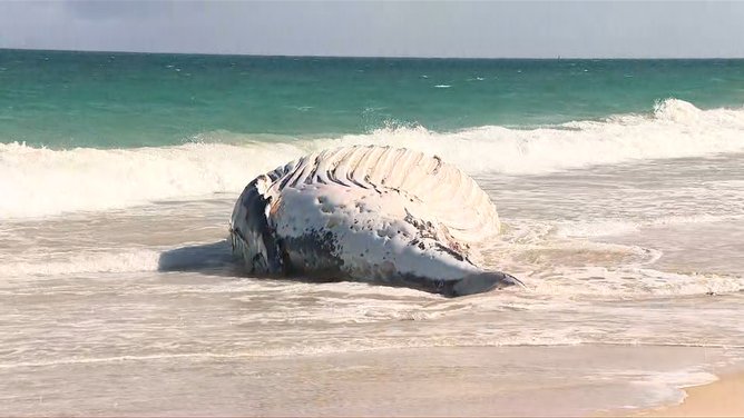 The whale carcuss is proving to be a problem for local authorities.