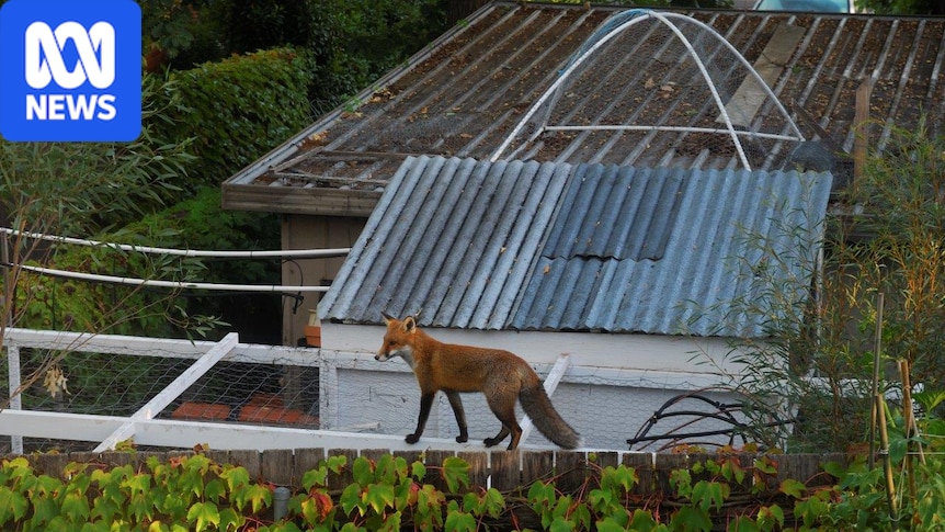 Bird flu's spread to foxes prompts calls for 'major rethink' on how city dwellers deal with pest