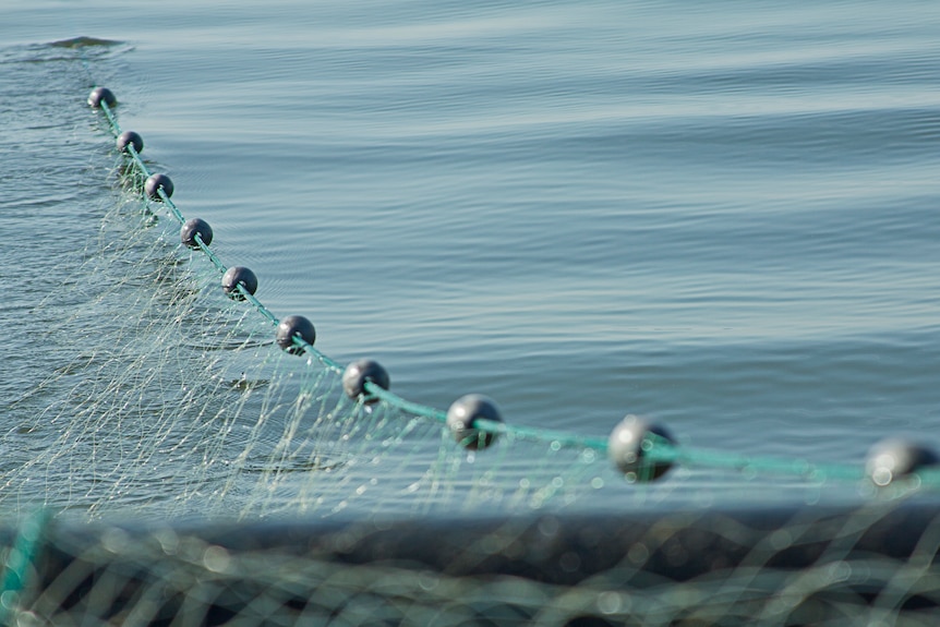 Gillnets are cast over still water, floating bouys indicate where they are submerged underwater.