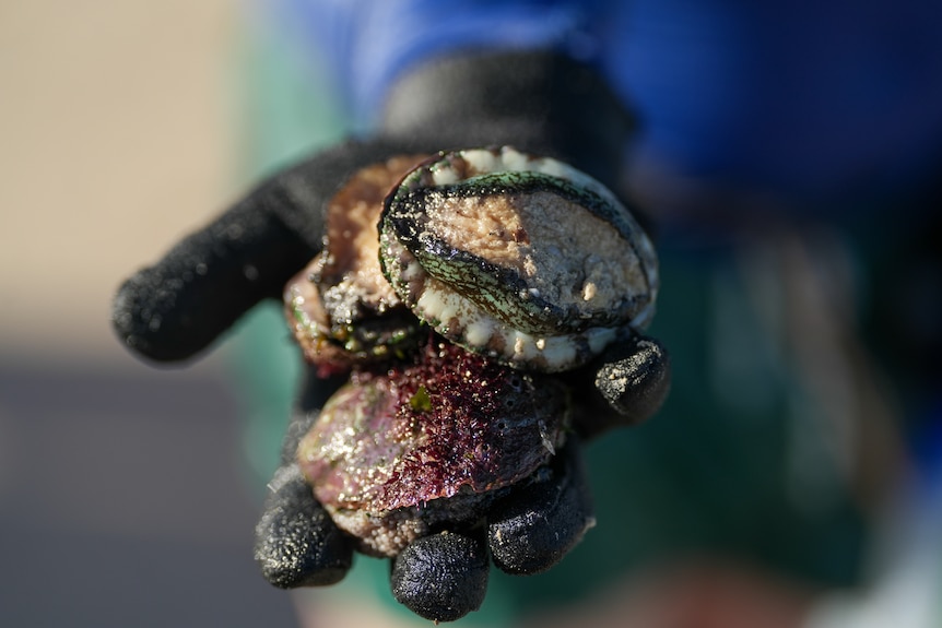 A gloved hand holding abalone.