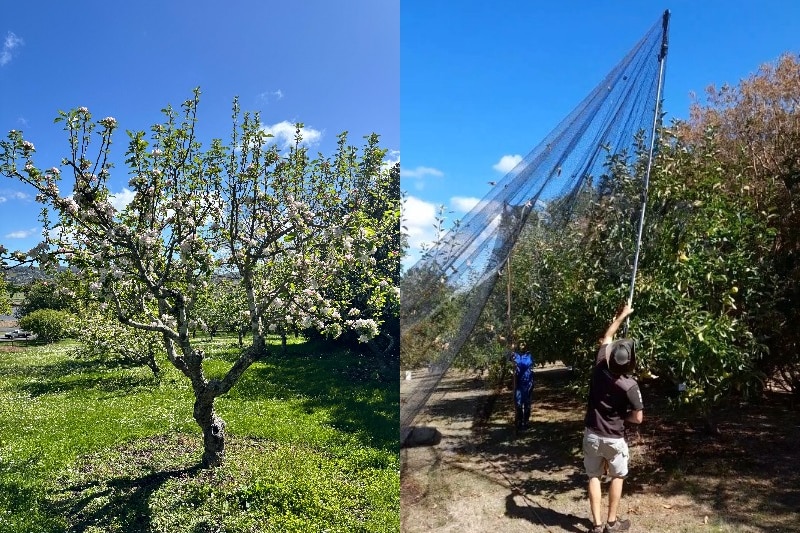 Two side by side images, one of a young apple tree blossoming, another of a net being pulled over an apple tree.