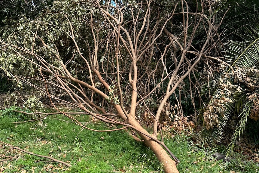 A large fallen tree and branches lie across the yard of a Sunset property.