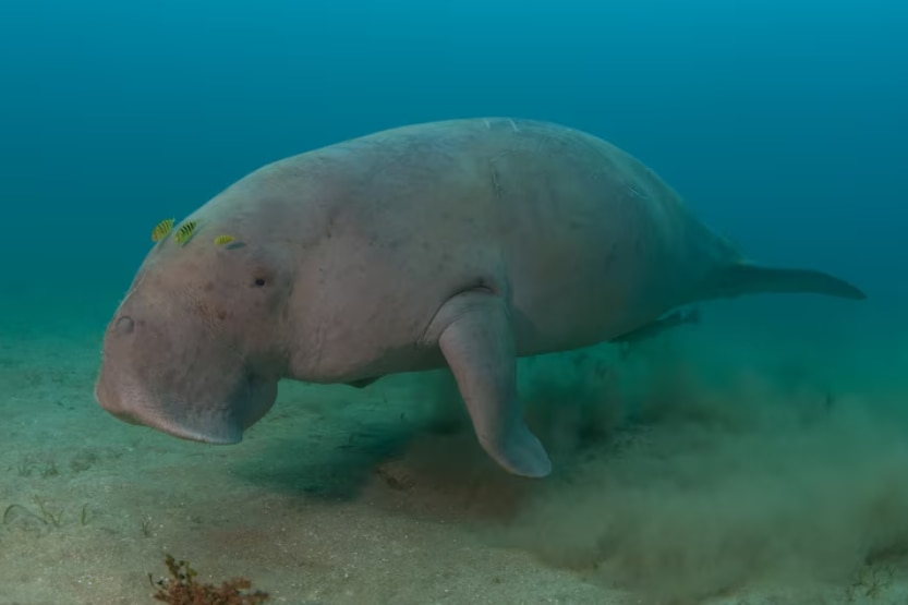 A dugong swims through the ocean in search for some seagrass meadows to feast on.