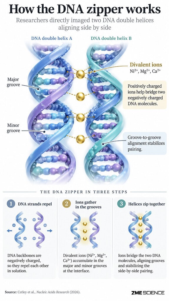 Infographic illustrating the process of DNA molecules zipping together