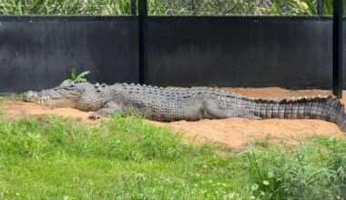 Teenagers face court accused of breaking into Perth Zoo before taunting and beating 4.5m crocodile