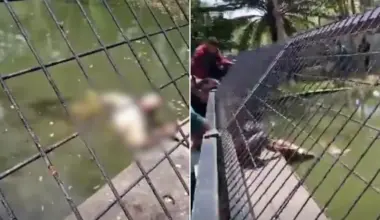 Papua New Guinea: Crocodile handler dies after brutal attack at Adventure Park in Port Moresby