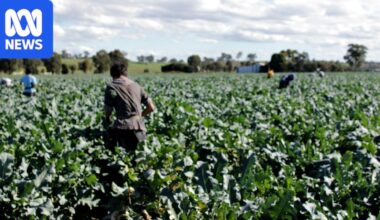 Farmers fear Working Holiday Maker visa changes will cause worker shortages and food insecurity