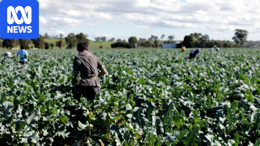 Farmers fear Working Holiday Maker visa changes will cause worker shortages and food insecurity