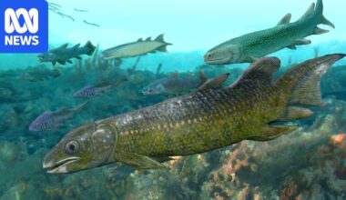 Scientists to use Adavale Basin fossils to unlock secrets of giant fish