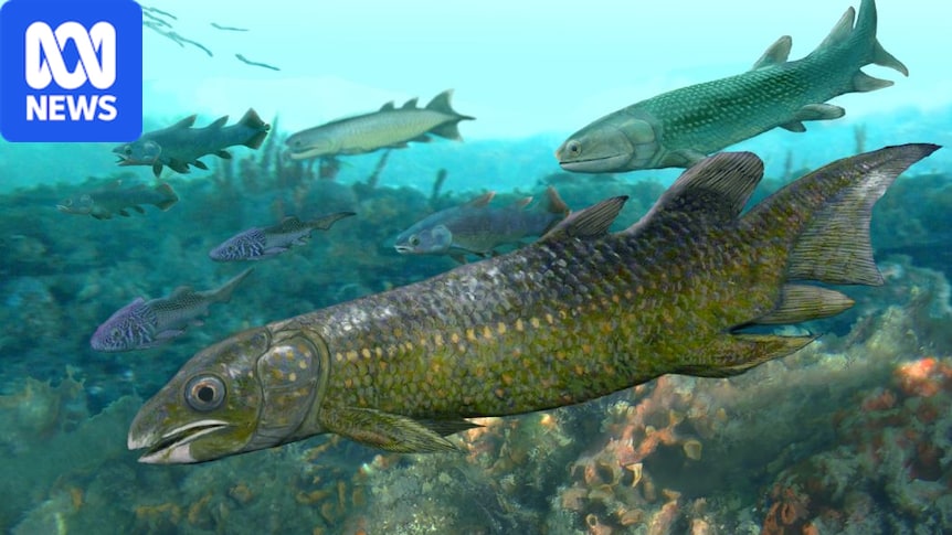 Scientists to use Adavale Basin fossils to unlock secrets of giant fish