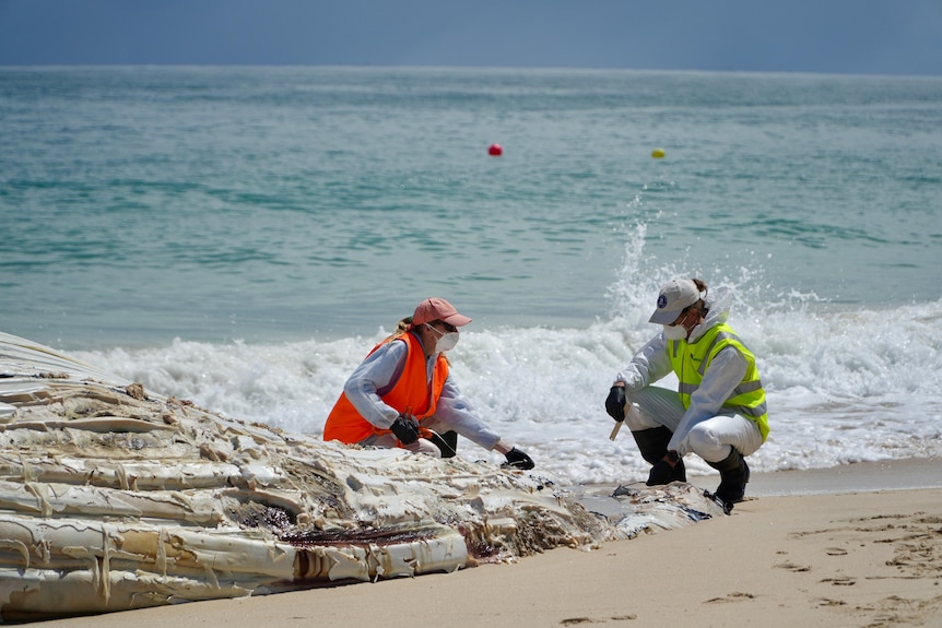 A group of wildlife officers in hi-viz uniforms examine a whale carcass on a beach