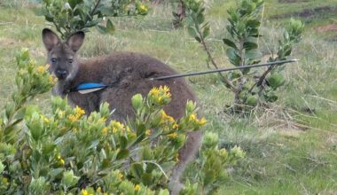 Five animals shot with arrows or darts in recent weeks across southern Tasmania