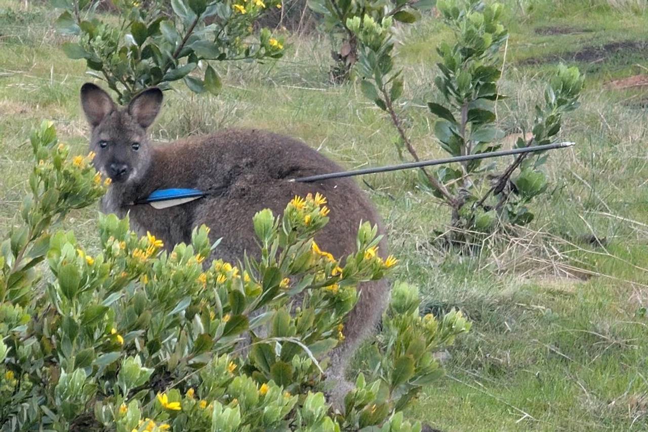 Five animals shot with arrows or darts in recent weeks across southern Tasmania
