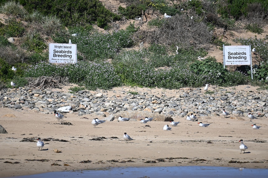 A sandy beach on a rocky island with terns.