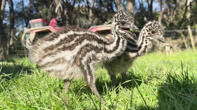 Emu chicks Po and Hautea.