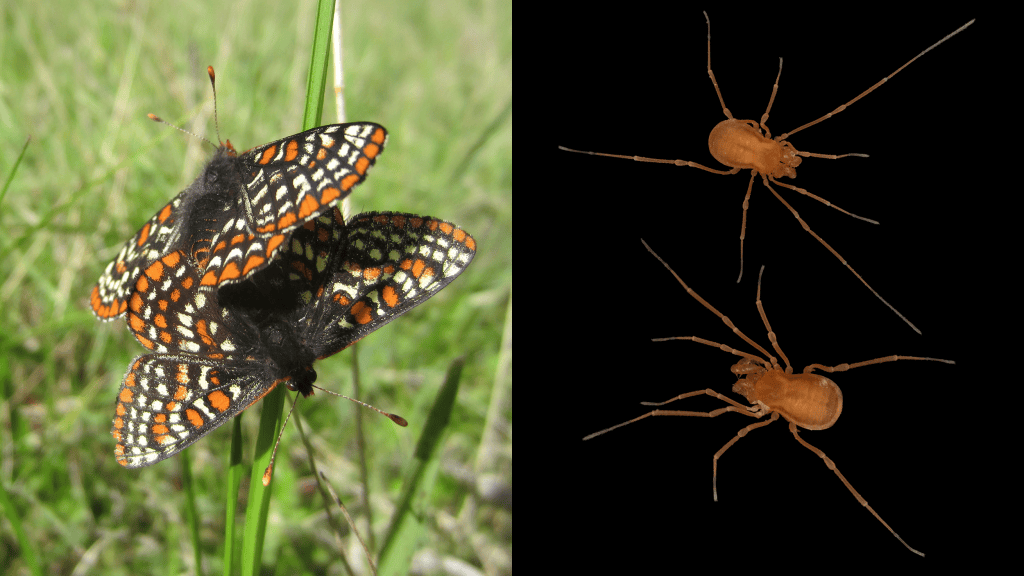 On the left, two orange, black, and white butterflies are mating on grass. On the right, two brown harvestmen arachnids are shown against a black background.