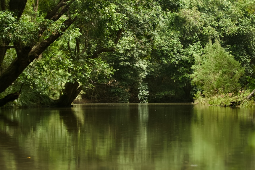 A shaded section of creek with good tree coverage on the banks.