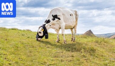 Wearable tech measures cattle methane emissions in real time