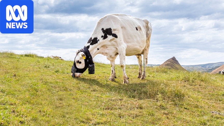 Wearable tech measures cattle methane emissions in real time