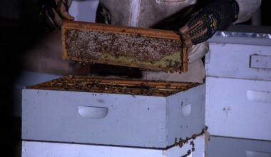 Louisville organization uses beekeeping to support mental health and community