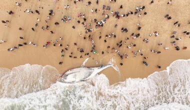 Washed-up whale carcass at City Beach proves logistical nightmare for authorities trying to remove it