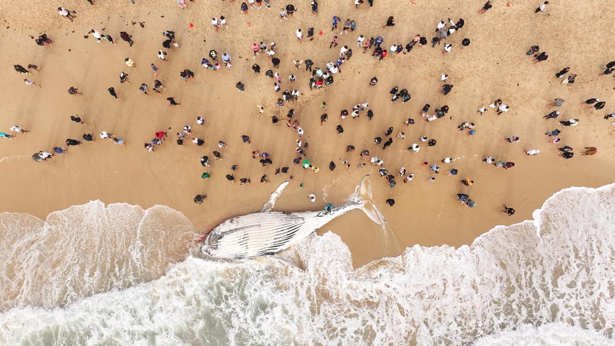 Washed-up whale carcass at City Beach proves logistical nightmare for authorities trying to remove it