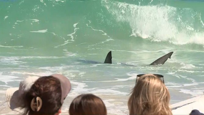 Sharks at City Beach after a whale carcus washed ashore.