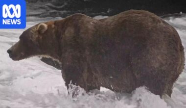 Fat Bear Week's winner has been announced. Here's a recap of the competition