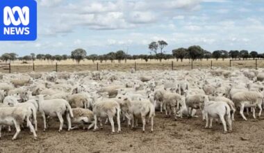 More than 5,000 sheep worth $1.7m stolen from Blackall property in rural Queensland