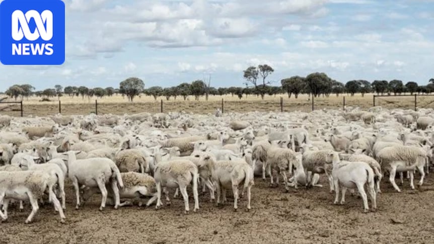 More than 5,000 sheep worth $1.7m stolen from Blackall property in rural Queensland