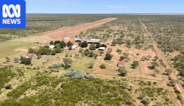 NT's Benmara cattle station sold for millions less than expected as carbon dreams crash