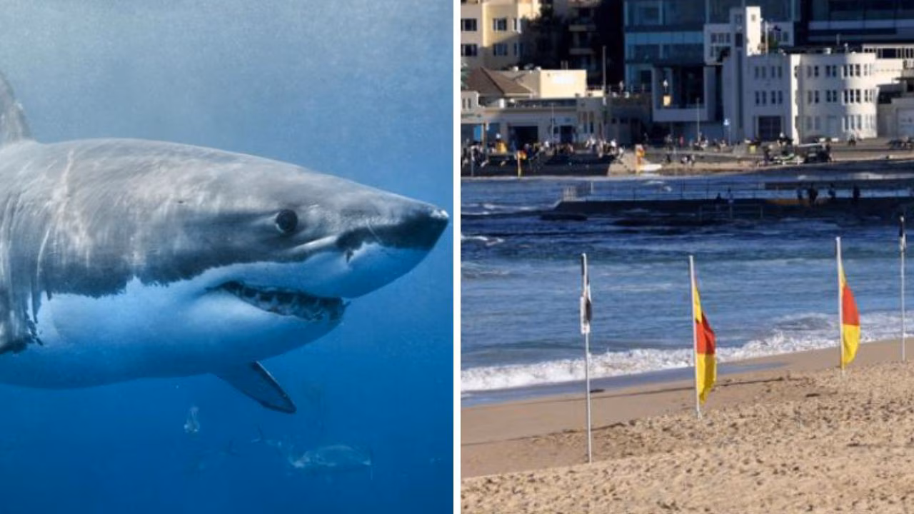 Cronulla Beach evacuated after shark spotted by drone