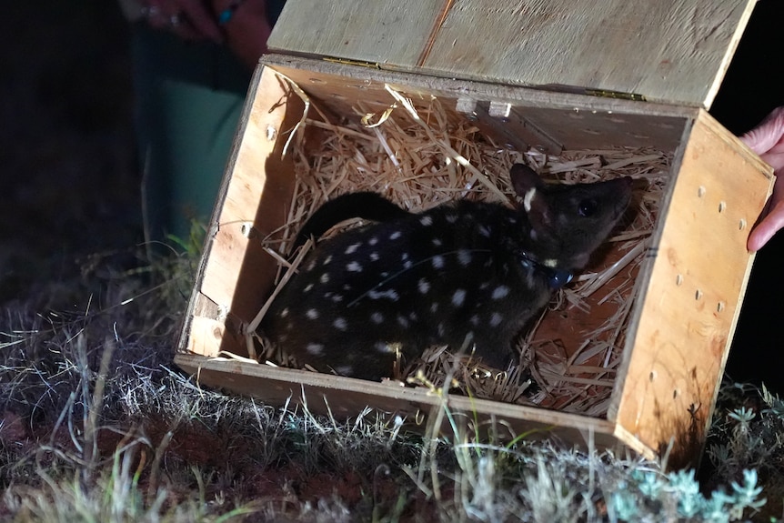 A western quoll being released as part of the Wild Deserts project in outback NSW.