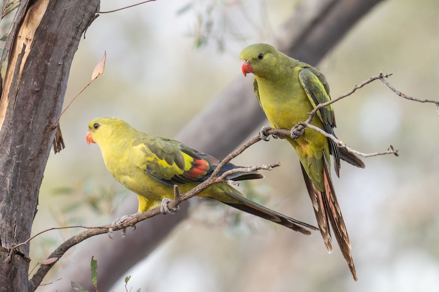 A pair of regent parrots on a stick with slightly different colouring.