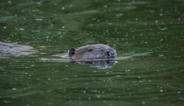 How beavers can help create fire breaks as part of a drought preparation plan